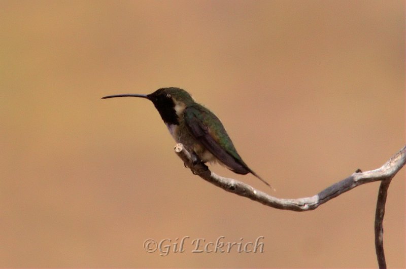 Lucifer Hummingbird 2011_07_16_1643.jpg